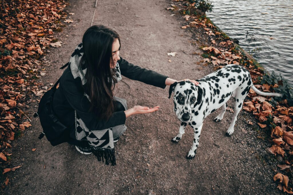 Déclarer son chien
